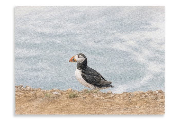 Lone Puffin Skomer Island - Artistic